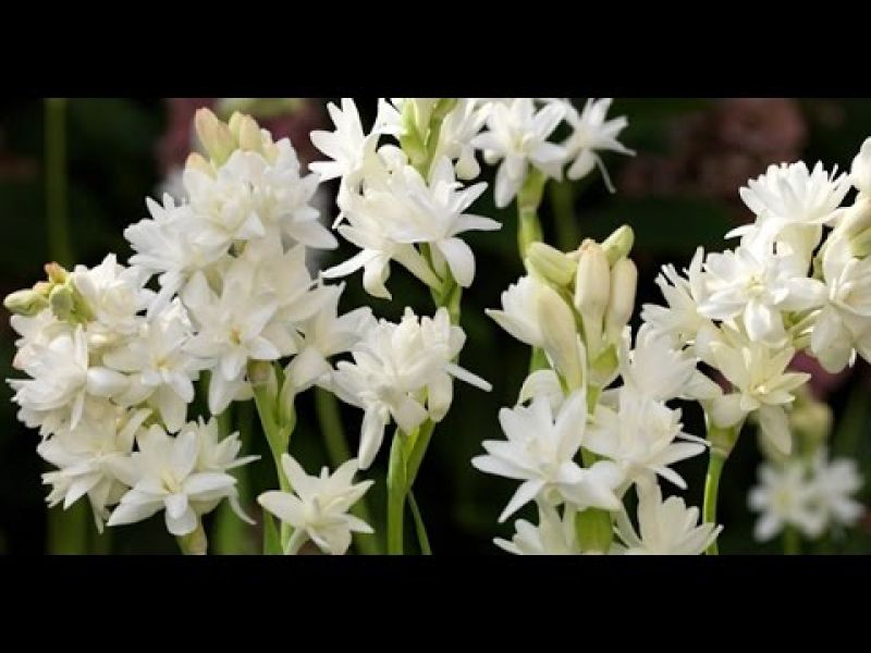  Rajnigandha Cultivation 