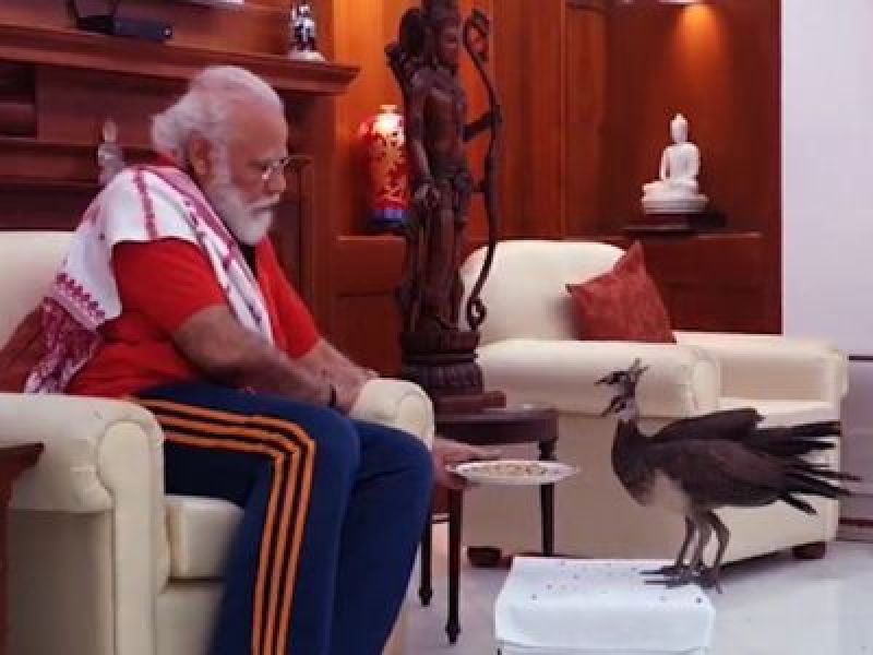 PM Modi Shares Video Of His Bond With Peacocks At His Residence PM Modi Shares Video Of His Bond With Peacocks At His Residence