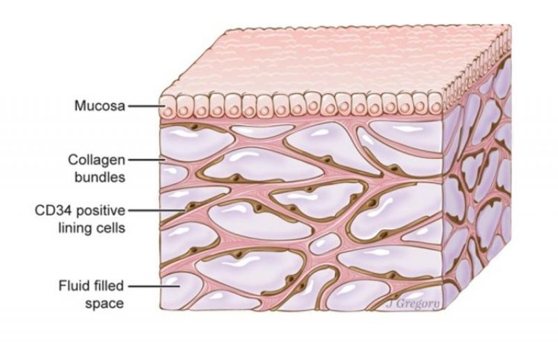 Interstitium New Organ Discovered Human Body