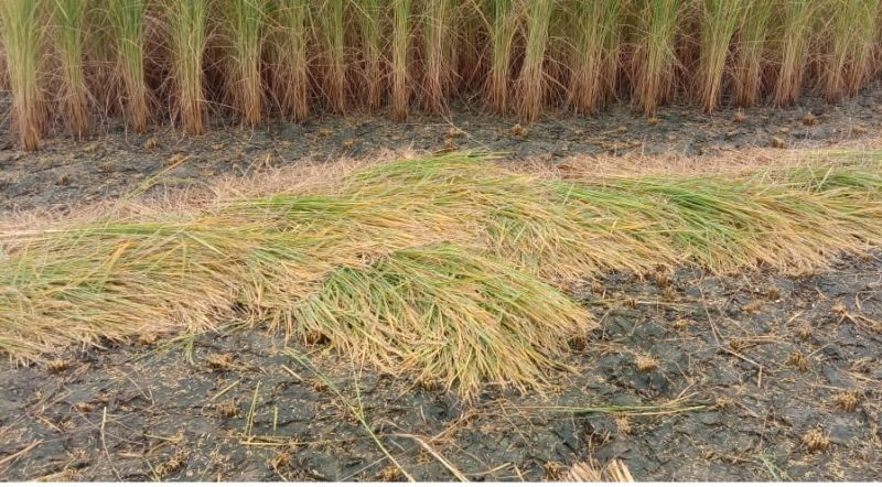  One day's rains and hailstorms in Punjab ruined paddy and wheat crops