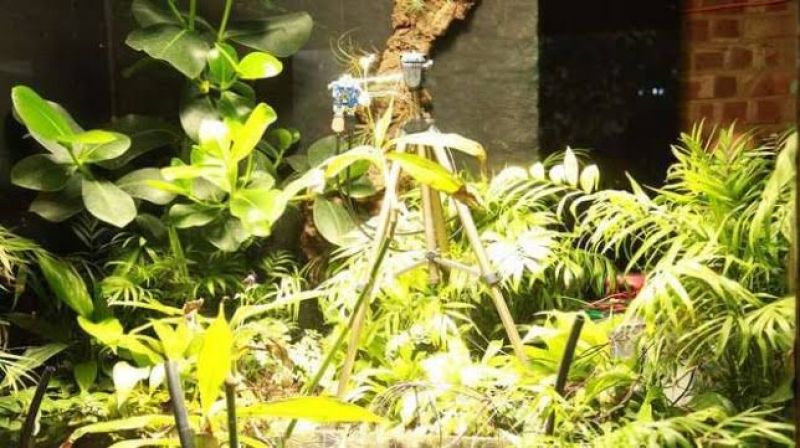 Plant 'takes' botanical world's first selfie in London Zoo 
