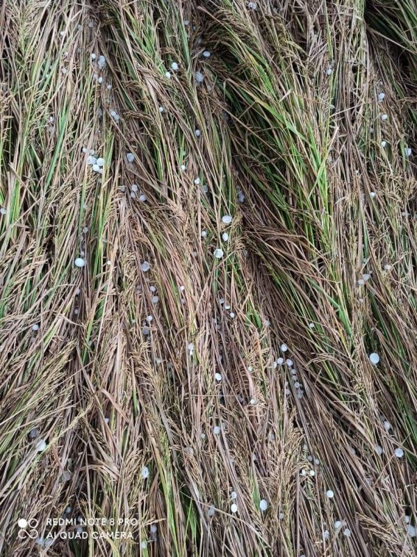 Unseasonal rains and hailstorms wreak havoc in Punjab Unseasonal rains and hailstorms wreak havoc in Punjab