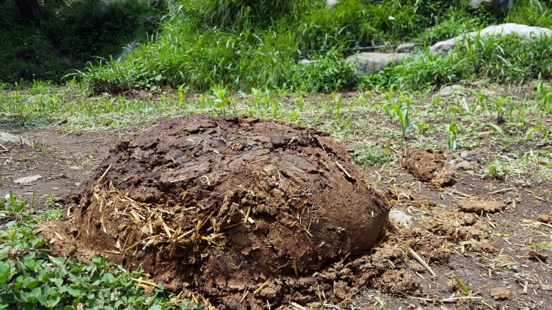 Organic Cow Dung Organic Cow Dung
