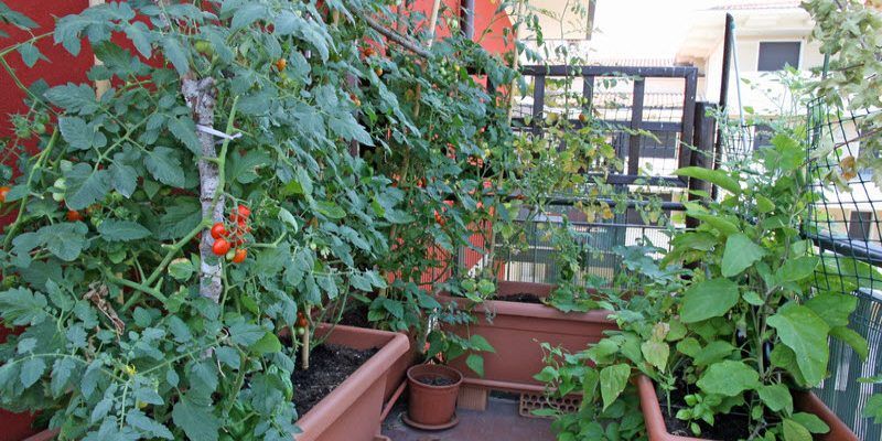 How to Grow Vegetables on the Roof
