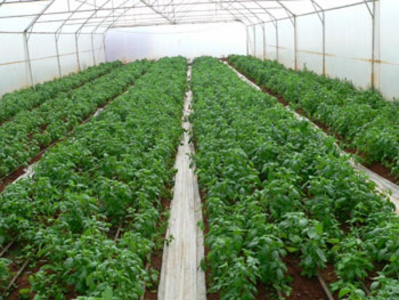 Women became the inspiration for the girl