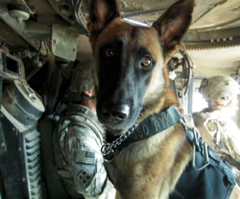US Army Dogs