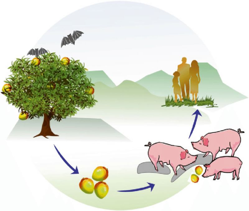 Nipah Virus Cycle