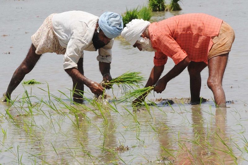 Paddy Fields