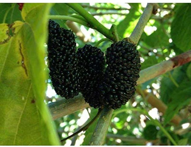 Mo mulberry cultivation