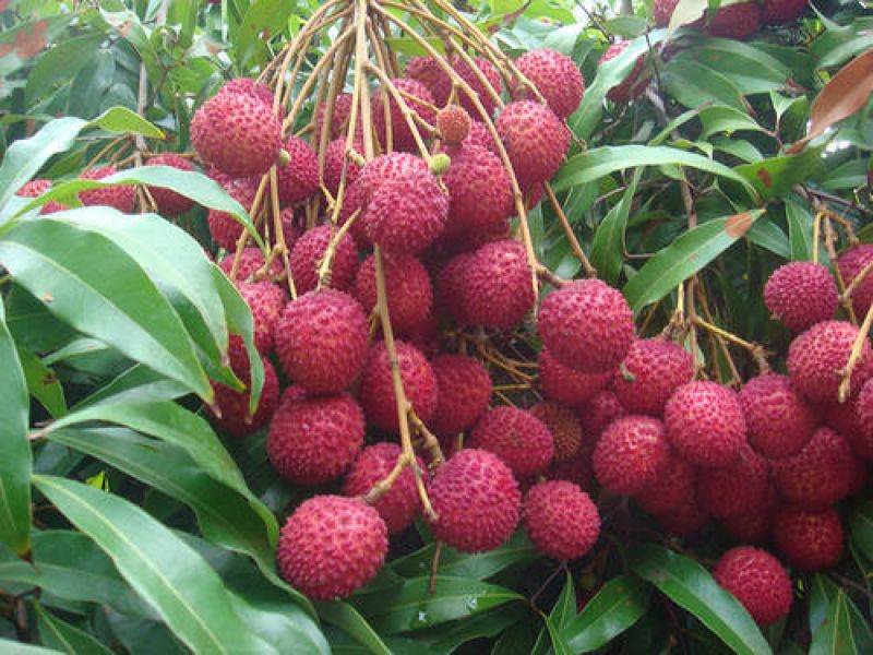 fruit