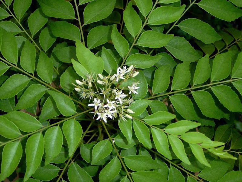 Curry leaf  Curry leaf