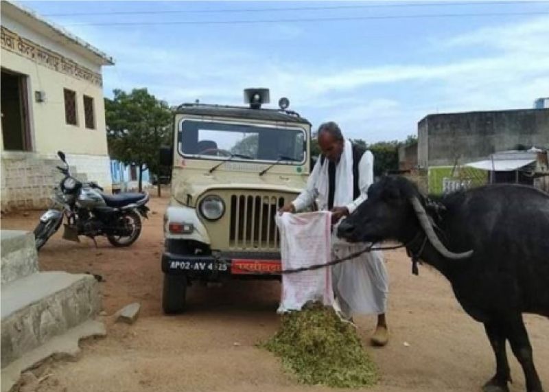 Farmer tied buffalo in jeep