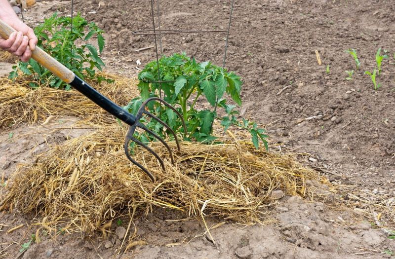 Straw can also be used as mulching in gardens