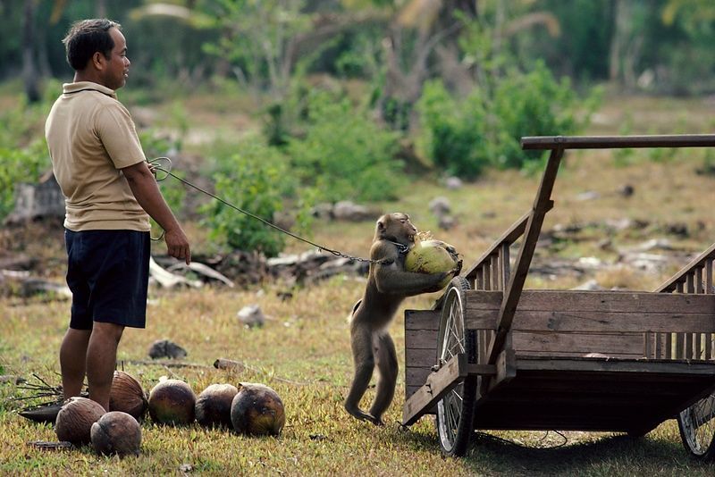 Thailand's coconut-picking monkeys Thailand's coconut-picking monkeys