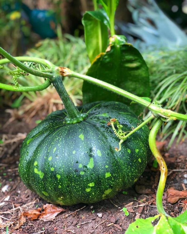 Cultivation of pumpkins