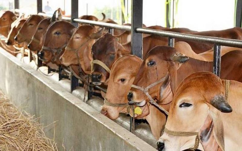  cattle farmer credit cards