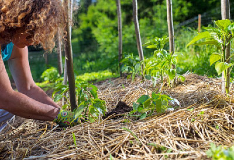 Straw can also be used as mulching in gardens
