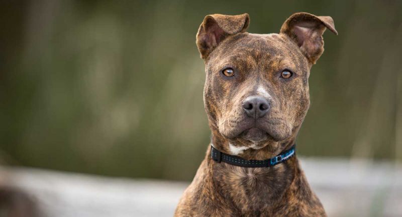 pitbull dog woman assault