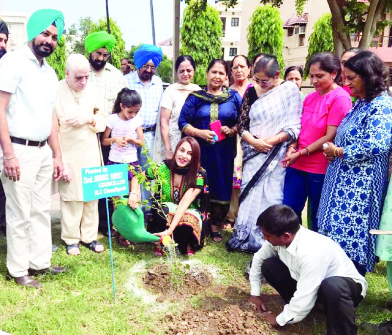 Municipal Corporation Planting Trees