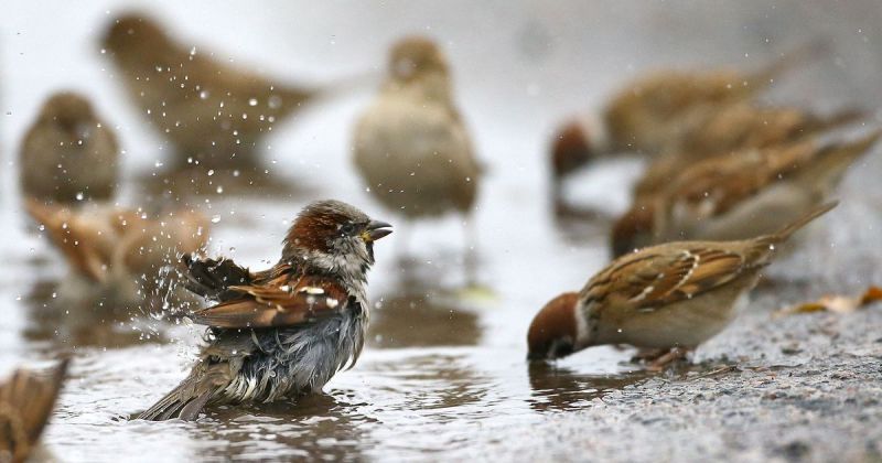 sparrows enjoy rain