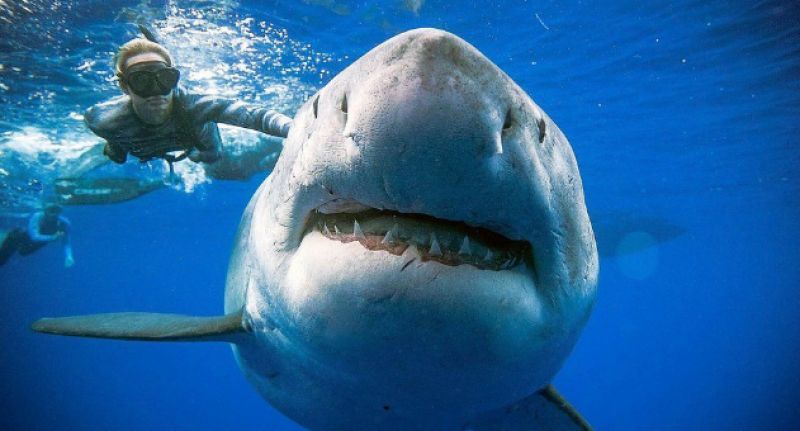 Diver with great white shark