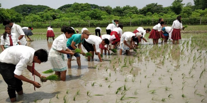 Students participating in sowing crops