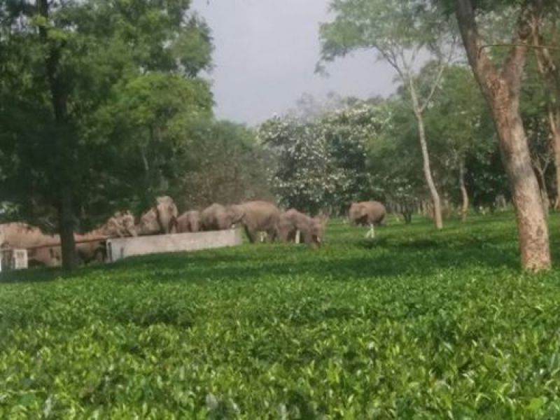 Elephants in farm