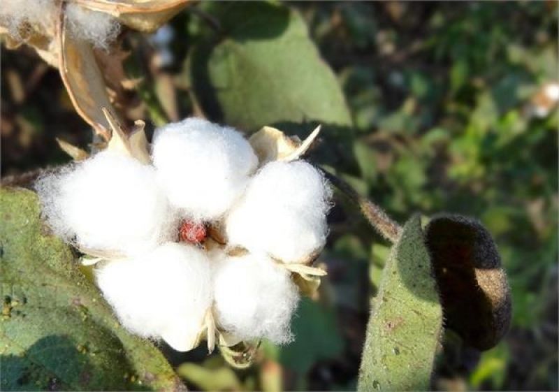 cotton crop