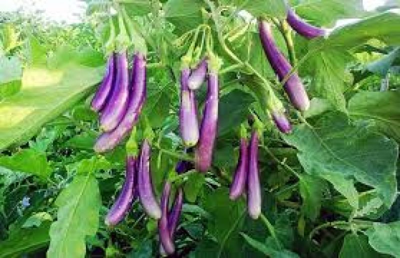  Cultivate Brinjal