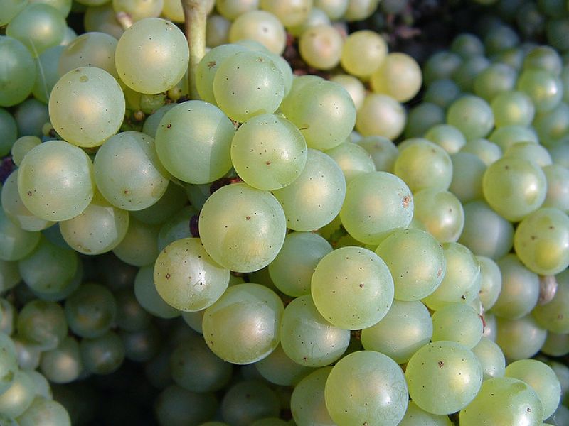 Grapes