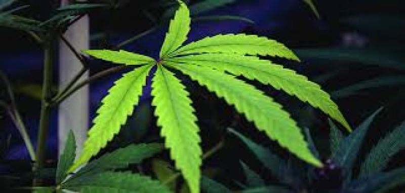 Gwalior collector unique rule