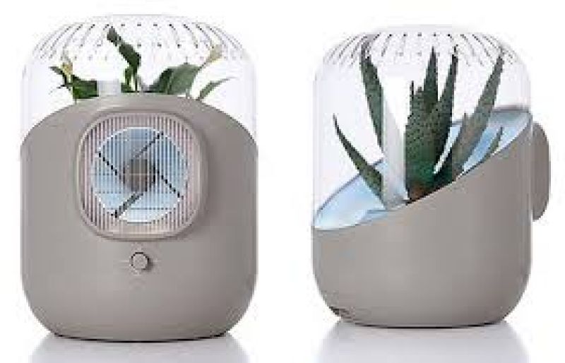 natural air purifier