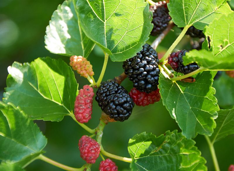 Mo mulberry cultivation