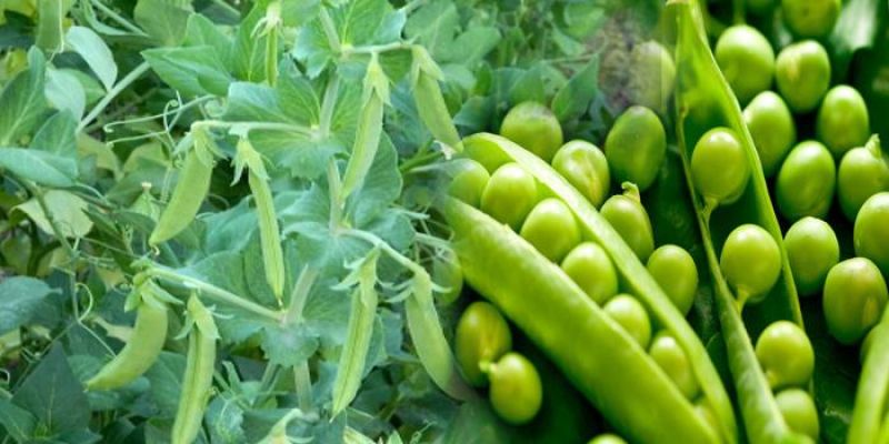 Peas 