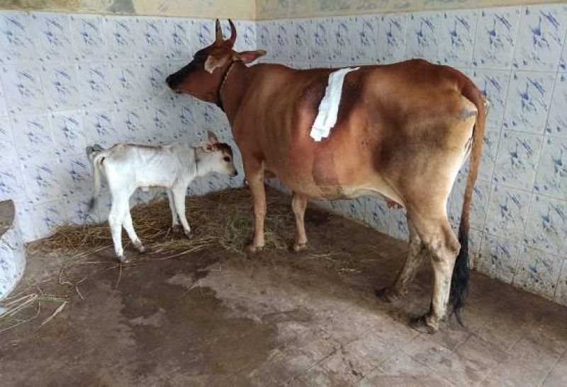 52 kg plastic from cows