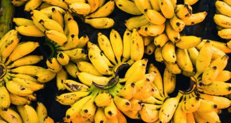 Benefits of small bananas