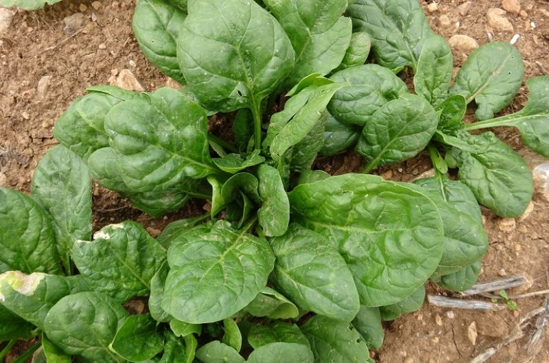 Spinach farming