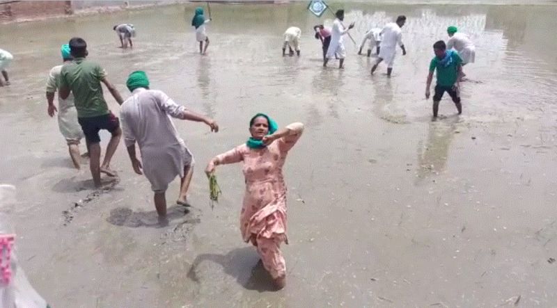 Farmers uproot paddy from BJP leader Harjeet Grewal's field