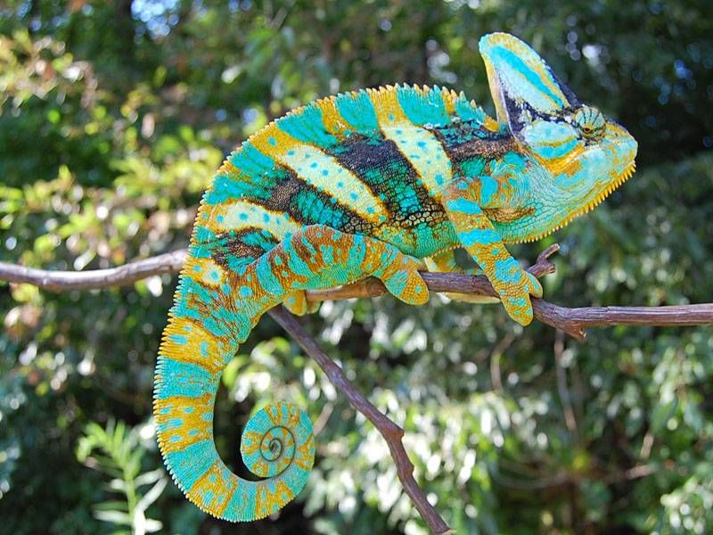 Chameleon 