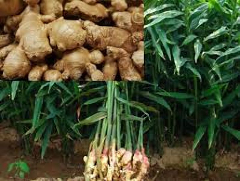 spice Ginger Crop