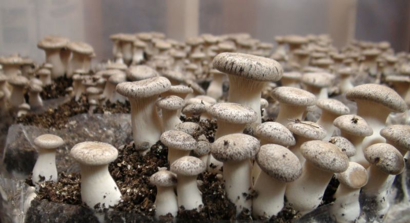Mushroom Farming