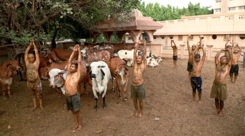 Indian doctors warn against cow dung as COVID cure