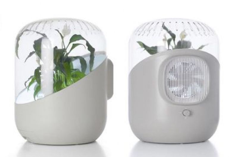 natural air purifier