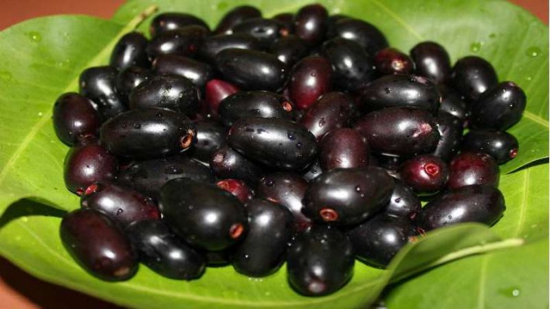 Java Plum
