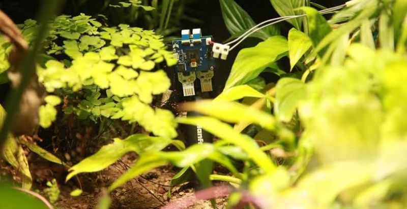 Plant 'takes' botanical world's first selfie in London Zoo 