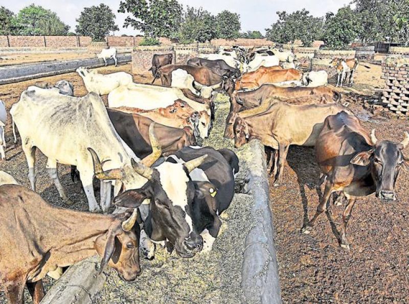 India 's First Cow Sanctuary