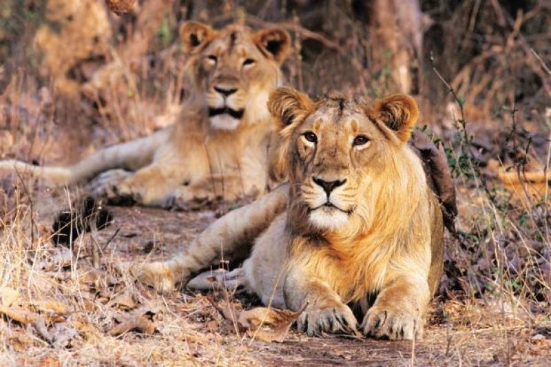 Gir National Park 