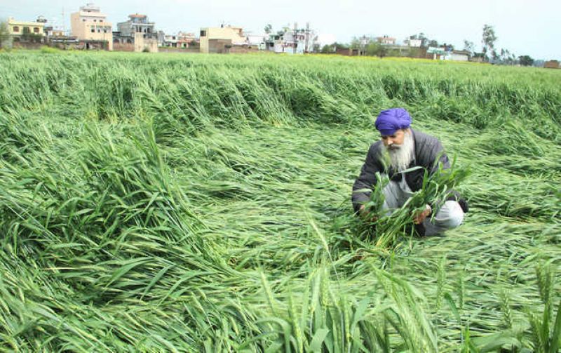 Rain damaged wheat crop 