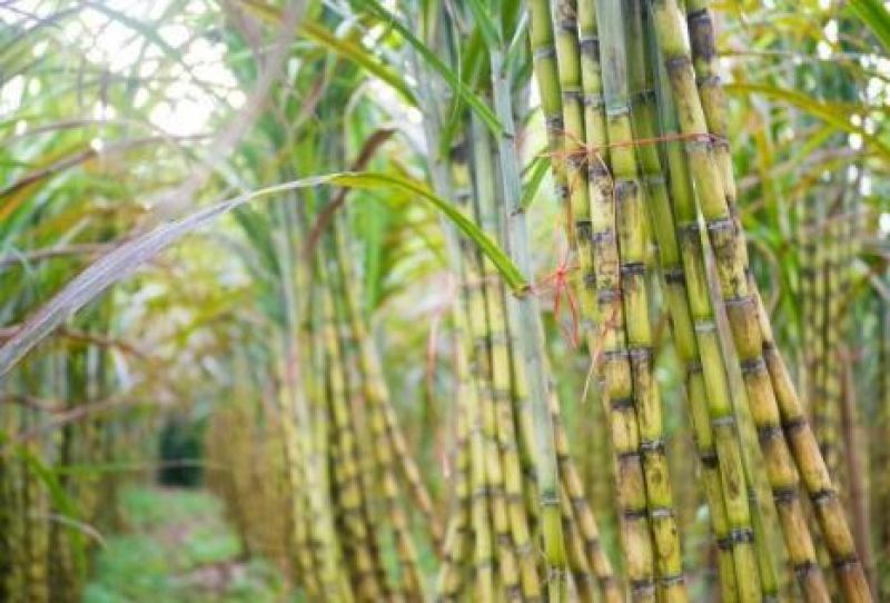 Sugarcane