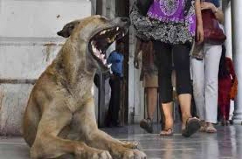 dog bites 2 child in sitapur uttar pradesh